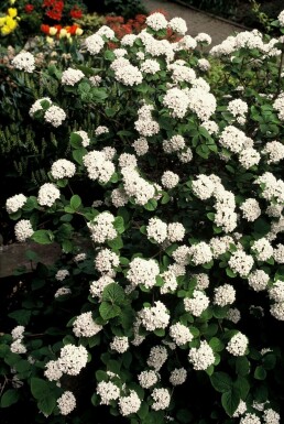Duftsnebolle Viburnum carlesii potte Viburnum carlesii busk