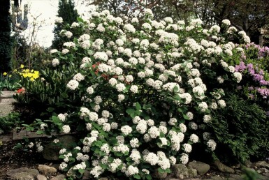 Duftsnebolle Viburnum carlesii potte Viburnum carlesii busk