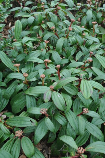 Viburnum davidii C2 20-25