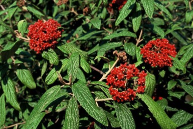 Rynkeblad Viburnum rhytidophyllum potte Viburnum rhytidophyllum busk