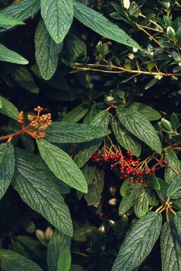 Viburnum rhytidophyllum busk 125-150 cm