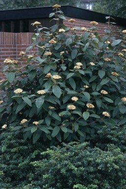 Viburnum rhytidophyllum busk 125-150 cm