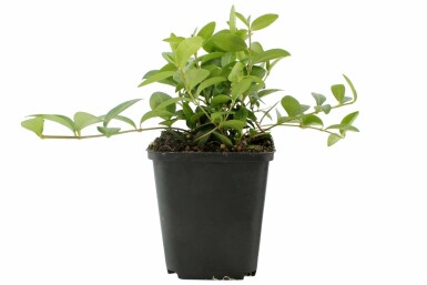 Liden singrøn Vinca minor potte Vinca minor