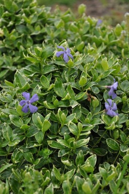 Liden singrøn Vinca minor 'Ralph Shugert' potte Vinca minor 'Ralph Shugert'