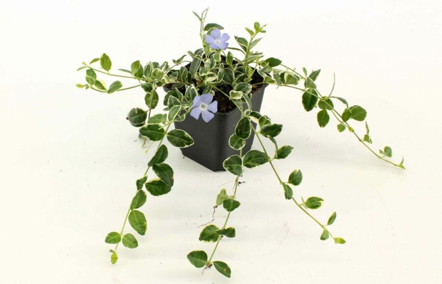 Liden singrøn Vinca minor 'Ralph Shugert' 5-10 potte P9 Vinca minor 'Ralph Shugert'