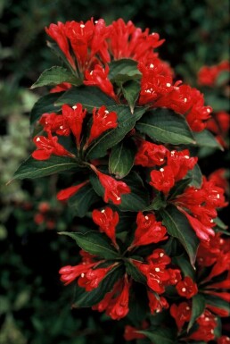 Klokkebusk Weigela 'Red Prince' potte Weigela 'Red Prince'