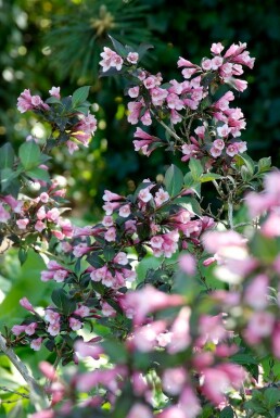 Klokkebusk Weigela florida 'Foliis Purpureis' potte Weigela florida 'Foliis Purpureis' busk
