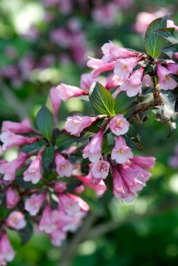 Klokkebusk Weigela florida 'Foliis Purpureis' potte Weigela florida 'Foliis Purpureis' busk