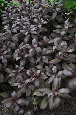 Klokkebusk Weigela florida 'Minor Black' potte Weigela florida 'Minor Black' busk