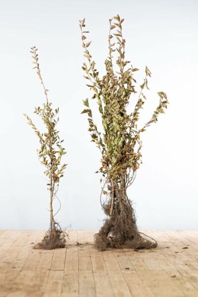 Carpinus betulus 100-125 cm