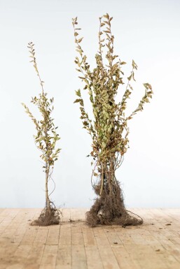 Carpinus betulus 100-125 cm