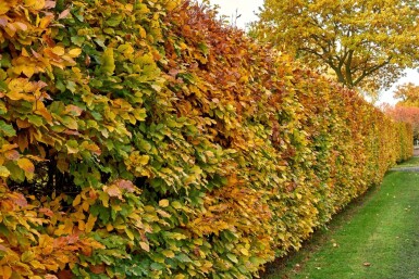 Carpinus betulus 100-125 cm