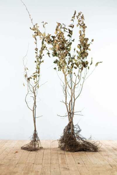 Carpinus betulus 125-150 cm