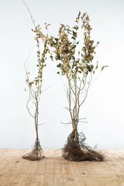 Carpinus betulus 125-150 cm