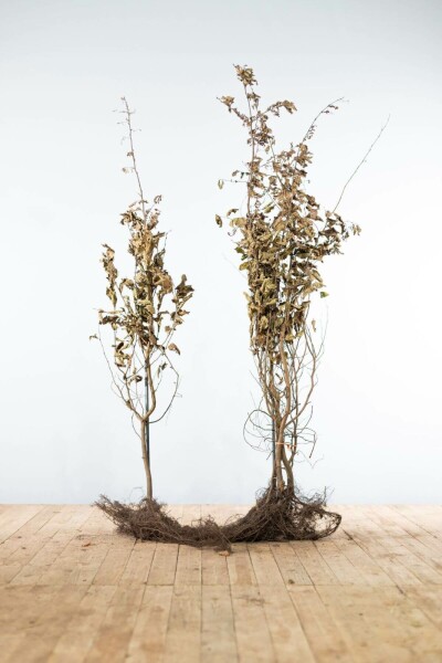 Carpinus betulus 150-175 cm