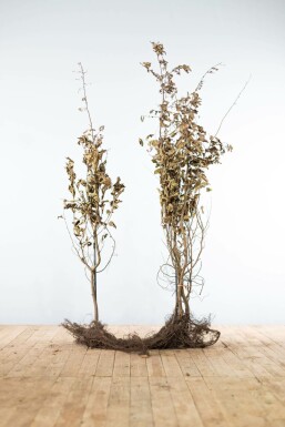 Carpinus betulus 150-175 cm