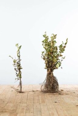 Carpinus betulus 40-60 cm