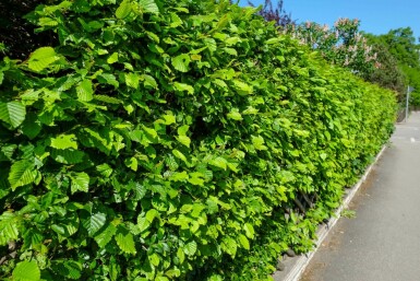 Almindelig avnbøg Carpinus betulus hæk 40-60 barrod