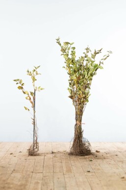 Carpinus betulus 60-80 cm