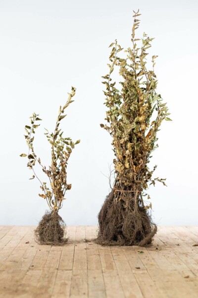 Carpinus betulus 80-100 cm