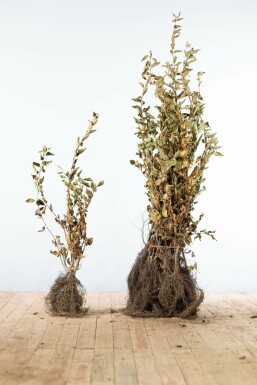 Carpinus betulus 80-100 cm