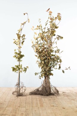 Almindelig bøg Fagus sylvatica hæk 100-125 barrod Fagus sylvatica 100-125 cm