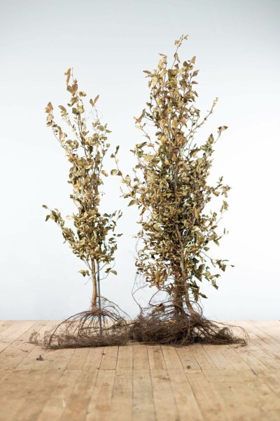 Fagus sylvatica 150-175 cm