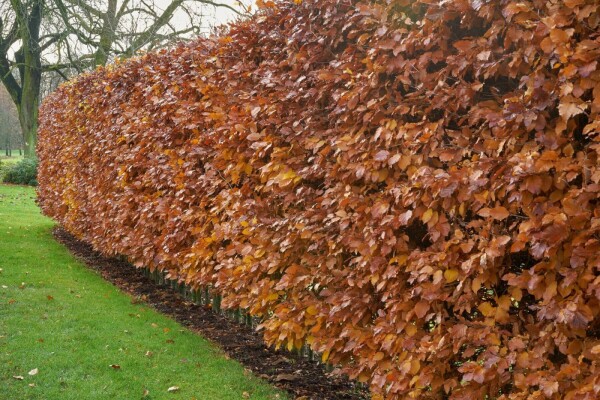 Fagus sylvatica 40-60 cm