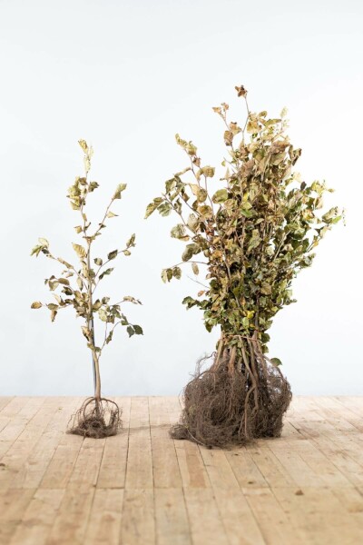 Fagus sylvatica 80-100 cm