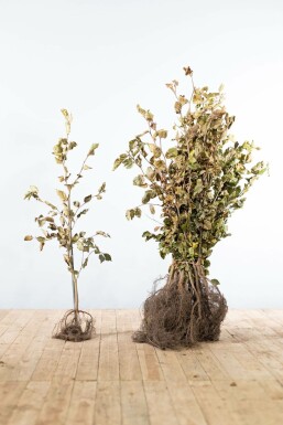 Fagus sylvatica 80-100 cm