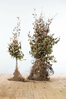 Almindelig bøg Fagus sylvatica 'Atropunicea' hæk 100-125 barrod Fagus sylvatica 'Atropunicea' 100-125 cm