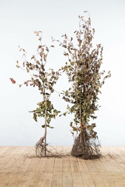 Almindelig bøg Fagus sylvatica 'Atropunicea' hæk 125-150 barrod Fagus sylvatica 'Atropunicea' 125-150 cm