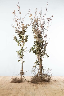 Almindelig bøg Fagus sylvatica 'Atropunicea' hæk 175-200 barrod Fagus sylvatica 'Atropunicea' 175-200 cm