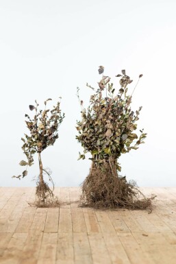 Almindelig bøg Fagus sylvatica 'Atropunicea' hæk 40-60 barrod Fagus sylvatica 'Atropunicea' 40-60 cm