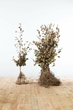 Almindelig bøg Fagus sylvatica 'Atropunicea' hæk 80-100 barrod Fagus sylvatica 'Atropunicea' 80-100 cm