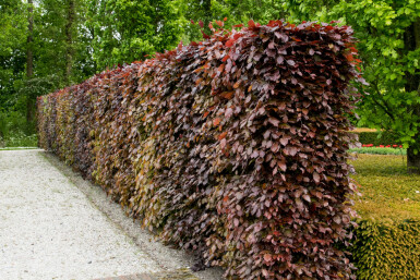 Fagus sylvatica 'Atropunicea' 80-100 cm