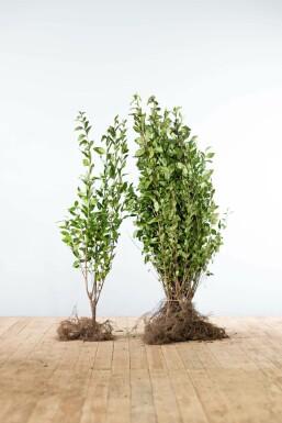 Ligustrum ovalifolium 100-125 cm