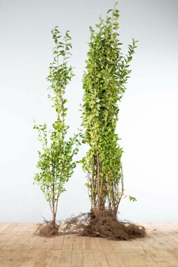 Ligustrum ovalifolium 125-150 cm