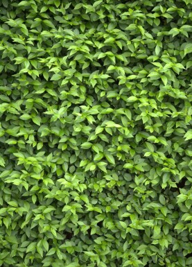 Ligustrum ovalifolium 40-60 cm - Bare rødder