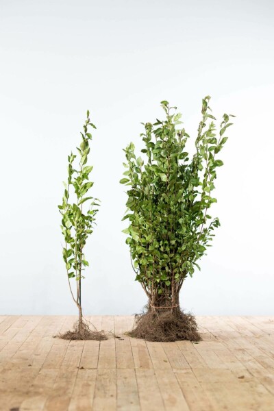 Ligustrum ovalifolium 60-80 cm