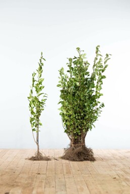 Ligustrum ovalifolium 60-80 cm