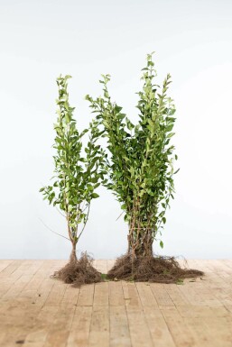 Ligustrum ovalifolium 80-100 cm