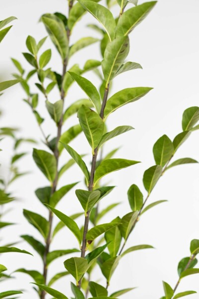 Ligustrum ovalifolium 80-100 cm