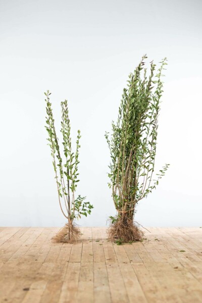 Ligustrum vulgare 'Atrovirens' 100-125 cm