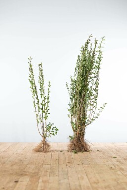 Almindelig liguster Ligustrum vulgare 'Atrovirens' hæk 100-125 barrod Ligustrum vulgare 'Atrovirens' 100-125 cm