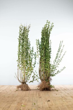 Almindelig liguster Ligustrum vulgare 'Atrovirens' hæk 125-150 barrod Ligustrum vulgare 'Atrovirens' 125-150 cm