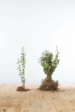 Almindelig liguster Ligustrum vulgare 'Atrovirens' hæk 40-60 barrod Ligustrum vulgare 'Atrovirens' 40-60 cm