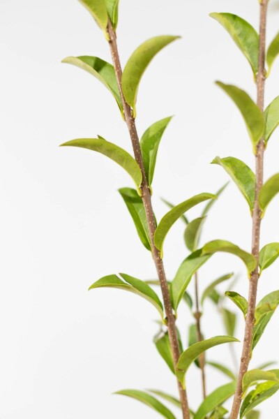 Ligustrum vulgare 'Atrovirens' 40-60 cm