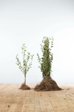 Almindelig liguster Ligustrum vulgare 'Atrovirens' hæk 60-80 barrod Ligustrum vulgare 'Atrovirens' 60-80 cm