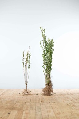 Almindelig liguster Ligustrum vulgare 'Atrovirens' hæk 80-100 barrod Ligustrum vulgare 'Atrovirens' 80-100 cm